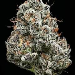 Exotic- Black Cherry – Potent Indica for Deep Relaxation