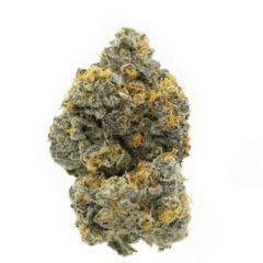 Cheetah Piss (Exotic)