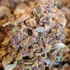 Purple Urkle