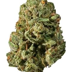 Blue Mystic (EXOTIC)