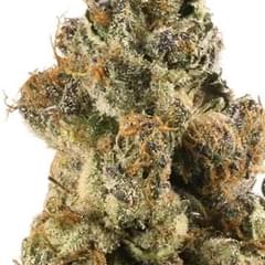 Gelato #45(Designers)