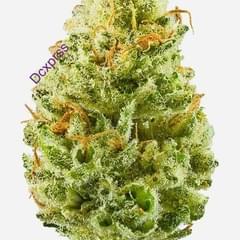 Strawberry Cough (A+)