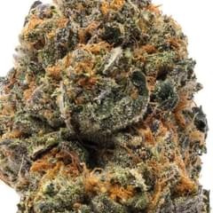 HOMEBOLDTS MOST WANTED (DESIGNER)