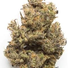 black Mamba (TOP SHELF)