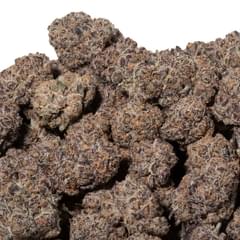 PURPLE GELATO (TOPSHELF)