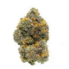 Cheetah Piss (Exotics)