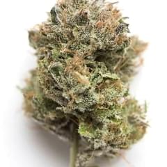 GELATO #33 (AAA INDOOR)