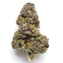 Monster cookie exotic