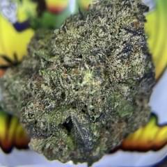 TOPSHELF- JELLY CAKE