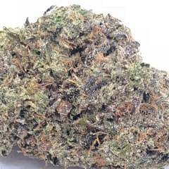 APPLE GELATO (EXOTIC)