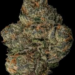 BLACK CHERRY FIZZ (SATIVA)