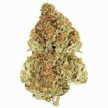 KING LOUIE XIII OG (EXOTIC)