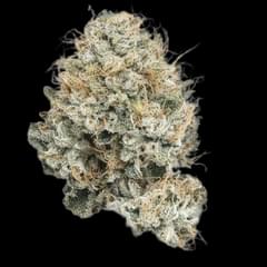 Casino kush (DESIGNER)