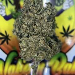 TOPSHELF- PINK ZUSHI