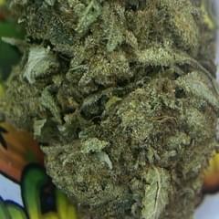 PREMIUM. KEYLIME PIE