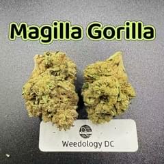 Magilla Gorilla