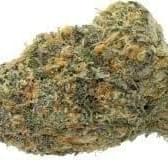 Purple Urkle (PREMIUM)