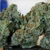 Island Sweet Skunk (Top-Shelf)