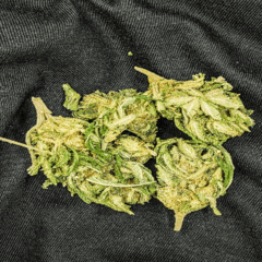 Afghani Grapefruit $99