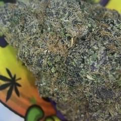 EXOTIC- FROSTED GUMBO