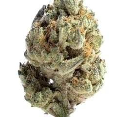 King Louis XIII (A+)