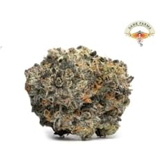 Italian Ice (DESIGNER)