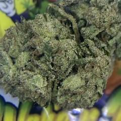 PREMIUM- LEMON TREE