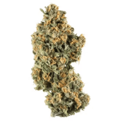 Critical Kush (indoor Premium)