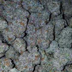 Strawberry shortcake (exotic)