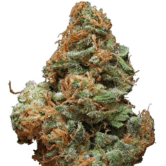 Burberry (S) By Green Man