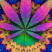 Jealousy 1g (disposable vape)