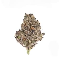 London Purpz DESIGNER