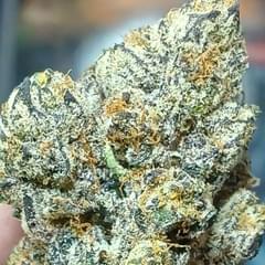 CHROME DOME (EXOTIC)