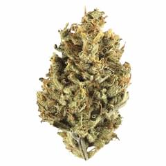 CRANBERRY COUGH | 7g