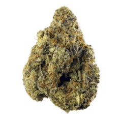 Sugar Black Rose (Exotic)