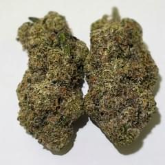 Dream Catcher - A+ Exotic