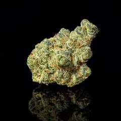 Apple Fritters EXOTIC