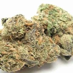 BUBBLE GUM (DESIGNER)