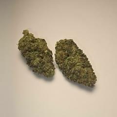 King Louis (PREMIUM)