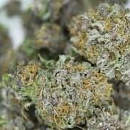 FORBIDDEN FRUIT Indica (PREMIUM)