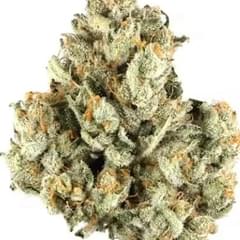 Golden Tiger (exotic)