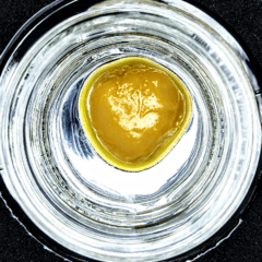 Fuzzy Navel Live Badder