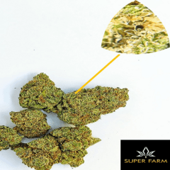 Lemon Icing (Super Farm)