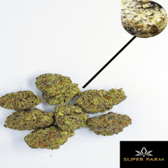 Member Berry (Super Farm)