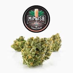 Mimosa | Sativa