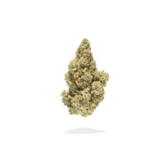 Redbud Roots | SFV 4