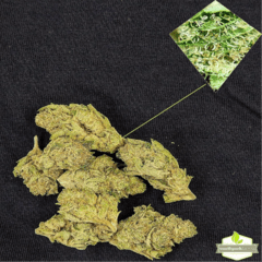 South Park Farma Kush