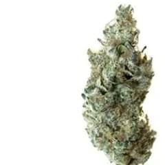 TROPIC THUNDER | 3.5g