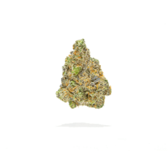 True North Collective | GMO