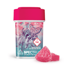 Wana Fast Acting Rosin Gummies | Watermelon Slushy 100mg Rec